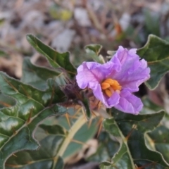 Solanum cinereum (Narrawa Burr) at Chisholm, ACT - 30 May 2020 by MichaelBedingfield