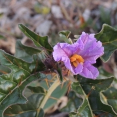 Solanum cinereum (Narrawa Burr) at Chisholm, ACT - 30 May 2020 by michaelb