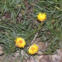 Xerochrysum viscosum (Sticky Everlasting) at Chisholm, ACT - 30 May 2020 by MichaelBedingfield