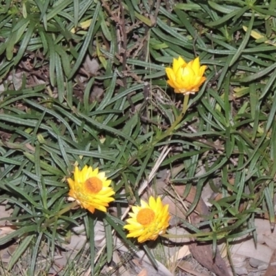 Xerochrysum viscosum (Sticky Everlasting) at Chisholm, ACT - 30 May 2020 by michaelb