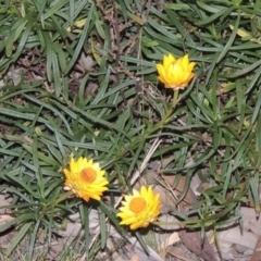 Xerochrysum viscosum (Sticky Everlasting) at Chisholm, ACT - 30 May 2020 by michaelb