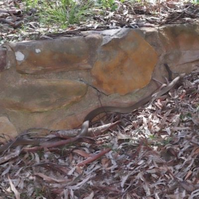 Pseudonaja textilis (Eastern Brown Snake) at ANBG - 2 Oct 2020 by TimL