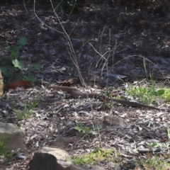 Pseudonaja textilis at Downer, ACT - 2 Oct 2020 12:42 PM