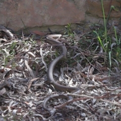 Pseudonaja textilis at Downer, ACT - 2 Oct 2020 12:42 PM