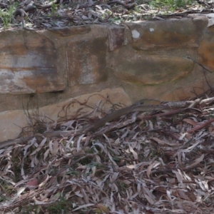 Pseudonaja textilis at Downer, ACT - 2 Oct 2020 12:42 PM