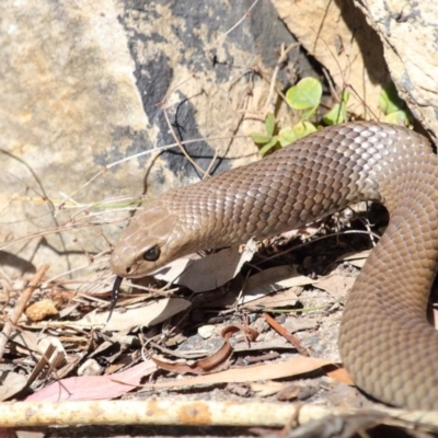 Pseudonaja textilis (Eastern Brown Snake) at Acton, ACT - 2 Oct 2020 by TimL