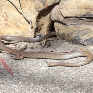 Pseudonaja textilis at Acton, ACT - 2 Oct 2020