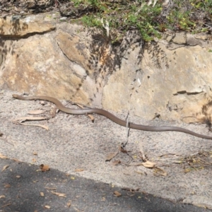 Pseudonaja textilis at Acton, ACT - 2 Oct 2020