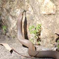 Pseudonaja textilis at Acton, ACT - 2 Oct 2020