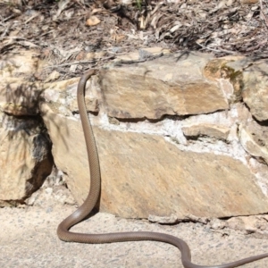 Pseudonaja textilis at Acton, ACT - 2 Oct 2020