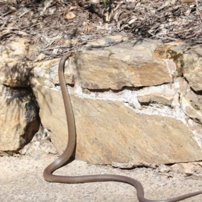 Pseudonaja textilis (Eastern Brown Snake) at Acton, ACT - 2 Oct 2020 by TimL