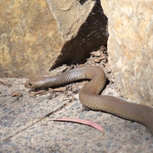 Pseudonaja textilis at Acton, ACT - 2 Oct 2020