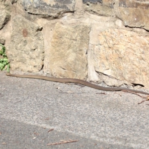 Pseudonaja textilis at Acton, ACT - 2 Oct 2020