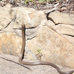 Pseudonaja textilis at Acton, ACT - 2 Oct 2020