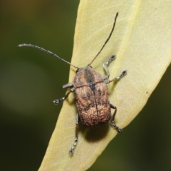Cadmus (Cadmus) gigas (Leaf beetle) at ANBG - 2 Oct 2020 by TimL