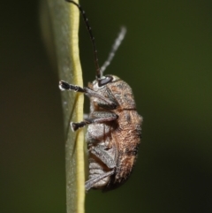 Cadmus (Cadmus) gigas at Acton, ACT - 2 Oct 2020 11:32 AM