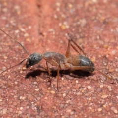 Camponotus consobrinus (Banded sugar ant) at Acton, ACT - 2 Oct 2020 by TimL