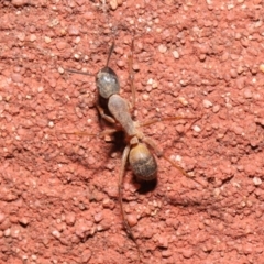 Camponotus consobrinus at Acton, ACT - 2 Oct 2020
