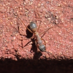 Camponotus consobrinus at Acton, ACT - 2 Oct 2020