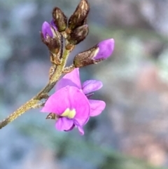 Glycine clandestina (Twining Glycine) at Burra, NSW - 2 Oct 2020 by Safarigirl