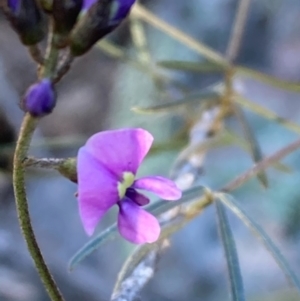 Glycine clandestina at Burra, NSW - 2 Oct 2020