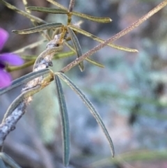 Glycine clandestina at Burra, NSW - 2 Oct 2020