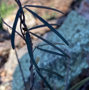 Glycine clandestina at Burra, NSW - 2 Oct 2020