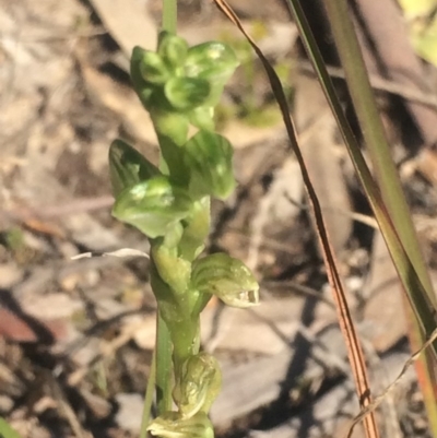 Hymenochilus sp. (A Greenhood Orchid) at Kambah, ACT - 2 Oct 2020 by George