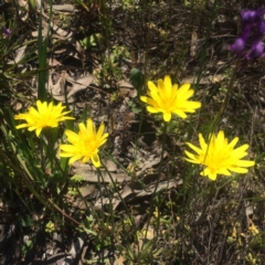 Microseris walteri (Yam Daisy, Murnong) at Little Taylor Grasslands - 2 Oct 2020 by George