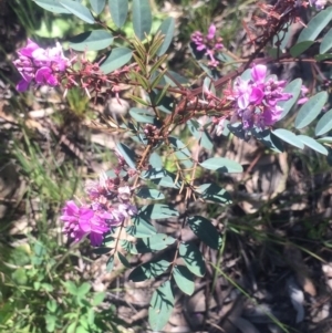 Indigofera australis subsp. australis at Kambah, ACT - 2 Oct 2020