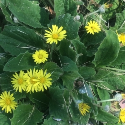 Cymbonotus sp. (preissianus or lawsonianus) (Bears Ears) at Little Taylor Grasslands - 2 Oct 2020 by George