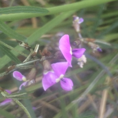 Glycine clandestina (Twining Glycine) at Kambah, ACT - 2 Oct 2020 by George