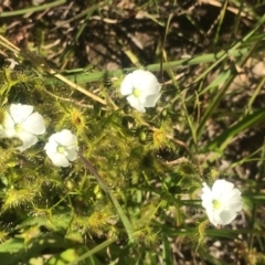 Drosera auriculata (Tall Sundew) at Little Taylor Grasslands - 2 Oct 2020 by George