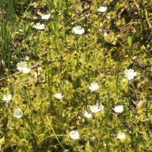 Drosera auriculata at Kambah, ACT - 2 Oct 2020