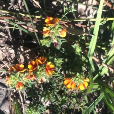 Pultenaea procumbens (Bush Pea) at Little Taylor Grasslands - 2 Oct 2020 by George