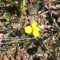 Goodenia hederacea (Ivy Goodenia) at Little Taylor Grasslands - 2 Oct 2020 by George