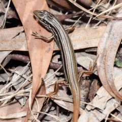 Ctenotus taeniolatus (Copper-tailed Skink) at ANBG - 2 Oct 2020 by TimL