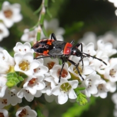 Dindymus versicolor (Harlequin Bug) at Downer, ACT - 2 Oct 2020 by TimL