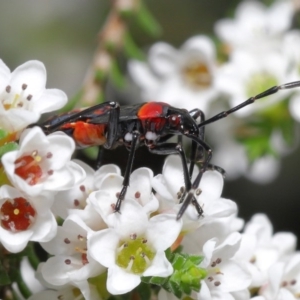 Dindymus versicolor at Downer, ACT - 2 Oct 2020