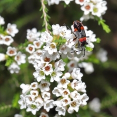 Dindymus versicolor at Downer, ACT - 2 Oct 2020