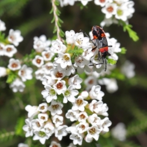 Dindymus versicolor at Downer, ACT - 2 Oct 2020