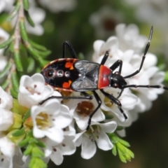 Dindymus versicolor at Downer, ACT - 2 Oct 2020