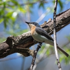 Myiagra cyanoleuca (Satin Flycatcher) at Wingecarribee Local Government Area - 3 Oct 2020 by NigeHartley