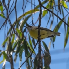 Gerygone olivacea (White-throated Gerygone) at Penrose, NSW - 1 Oct 2020 by NigeHartley