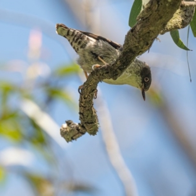 Daphoenositta chrysoptera (Varied Sittella) at Wingecarribee Local Government Area - 1 Oct 2020 by NigeHartley