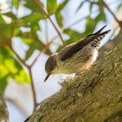 Daphoenositta chrysoptera at Penrose - 1 Oct 2020