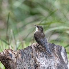 Cormobates leucophaea (White-throated Treecreeper) at Penrose - 12 Aug 2020 by NigeHartley