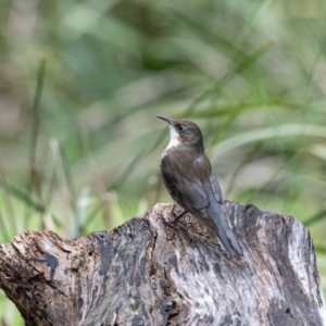 Cormobates leucophaea at Penrose, NSW - 12 Aug 2020