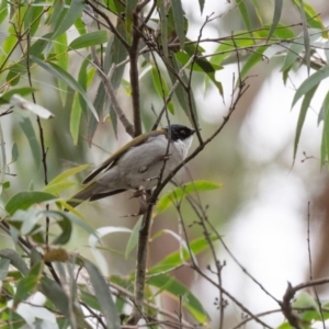 Melithreptus lunatus at Penrose - 12 Aug 2020