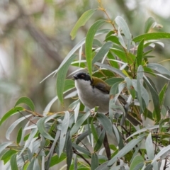 Melithreptus lunatus at Penrose - 12 Aug 2020